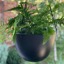Black Bonnie Hanging Basket
